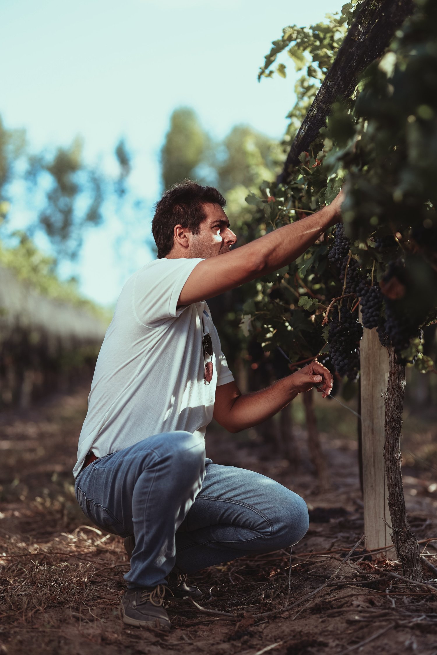 Brindis al atardecer